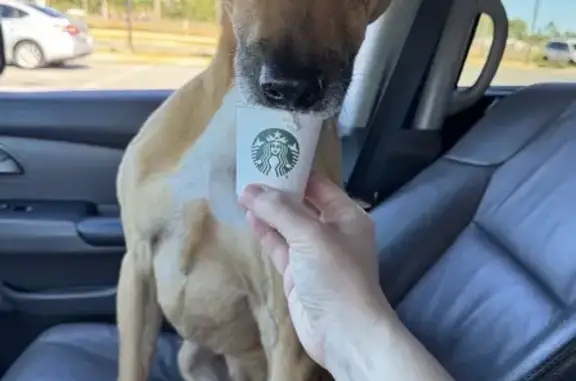 Lost dog, Flintwood Street, Navarre — male tan boxer mix, no collar - photo