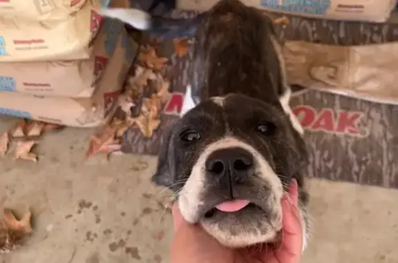 Found dog Gurdon, photo: Found dog, Ricky Road, 24, Curtis, Gurdon — happy male with a white forehead stripe