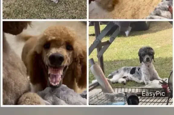 Lost dog, Abe Lincoln Avenue, 1124, Port Arthur — female red standard poodle - photo