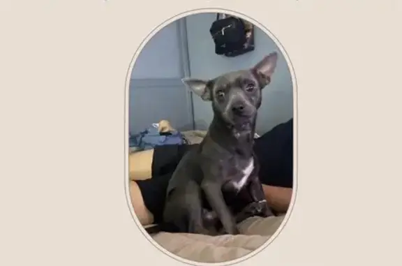 Missing dog Flagstaff, photo: Lost male dog, West Route 66, 2500, Flagstaff — black Chihuahua who resembles a Pit Bull