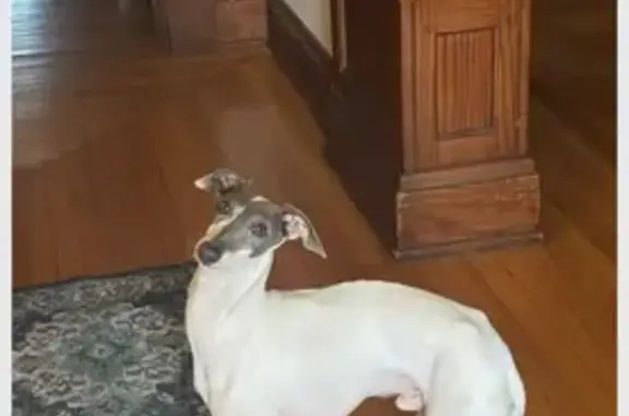 Lost dog, Eden Avenue, 333, Bellevue — male Italian greyhound, extremely skittish - photo