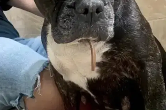 Missing dog Houston, photo: Lost dog, Blue Ridge, Texas, Houston — female, black brindle with a white chest