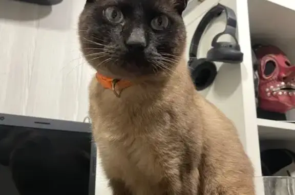 Gato perdido, Avinguda del Tèxtil, Terrassa — siamés de 10 años con collar naranja - photo