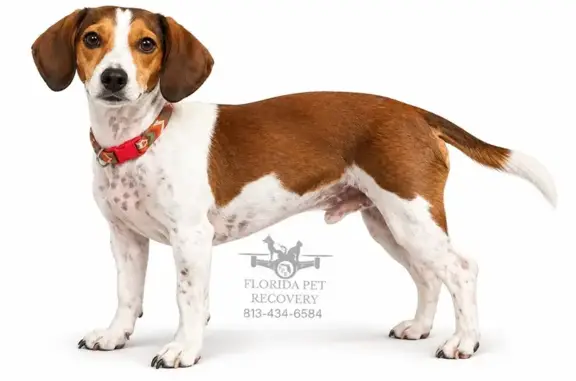 Lost dog, Poinsettia Pine Court, 201, Tampa — wearing a Kansas City Chiefs collar - photo