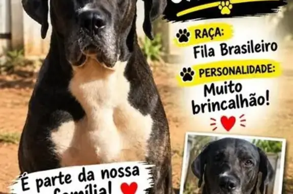 Cachorro perdido, Jardim Dom B...