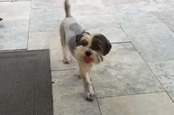 Lost Dog, Las Colinas Boulevard, 5353, Fort Worth — small white-and-brown male - photo