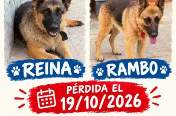 Son perro pastor alemán mayor De unos 8 años Rambo alctualmente lleva un collar de color marrón Reina ah aparecido Falta Rambo