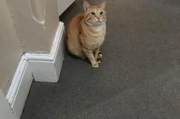 Lost cat, Paarl, Western Cape, Johannesburg — smallish neutered male tabby - photo