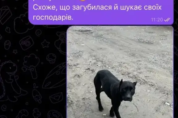 Знайдена собака, вулиця Половецька, Запоріжжя — чорна дівчинка - photo