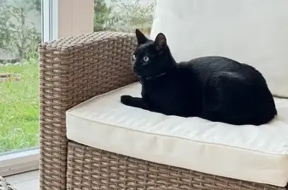 Gato perdido, Calle Juan Ramón Jiménez, 16, Viana de Cega, Valladolid — ojos verdes y collar verde - photo
