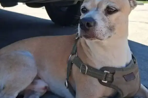 Missing dog Fair Oaks, photo: Lost male dog, Stretch Road, 1504, Merced, Fair Oaks — small, muscular, tan and white