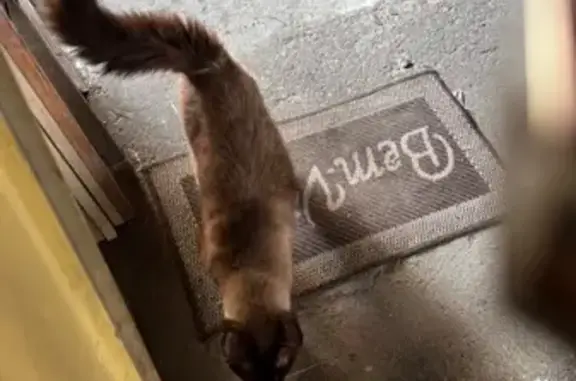 Encontrado gato macho, Rua Ang...