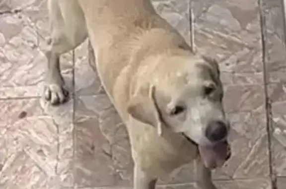 Cachorro encontrado, Rua Nossa...