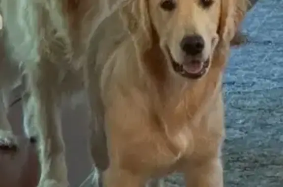 Lost Dog, East Galbraith Road, 3625, Cincinnati — tan Golden Retriever - photo