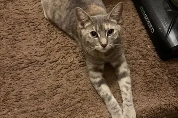 Lost cat, 24th Street Southeast, 619, Salem, Concord — friendly female, chipped - photo