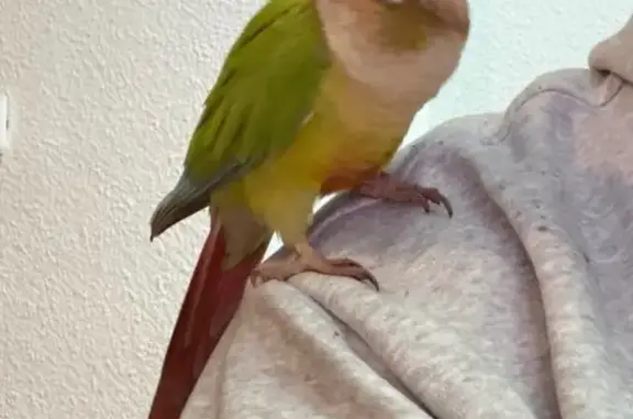 Búsqueda de mascotas, foto: Ave encontrada, Calle Carabias, 18, Madrid, Latina — conure amistoso que entró por la ventana
