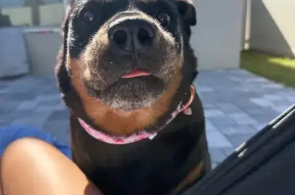 Found pets Orlando, photo: Found female dog, Ocoee, Florida, Orlando — good with kids and other dogs