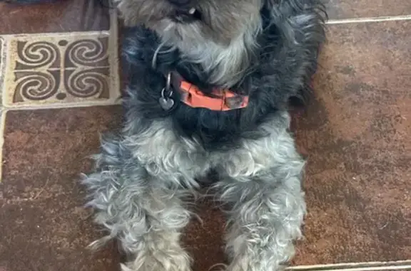 Lost Dog, West Glenrosa Avenue, 2808, Phoenix — female 12-year-old Yorkie Poo - photo