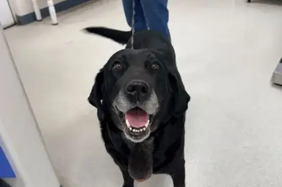 Found dog Payson, photo: Found female dog, Neal Drive, 3261, Payson — older black Lab mix