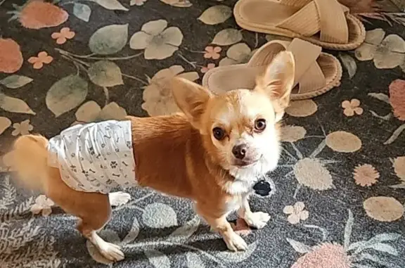 Lost male dog, Breazeale Road, 701, Liberty — 4.5-lb Chihuahua mix - photo