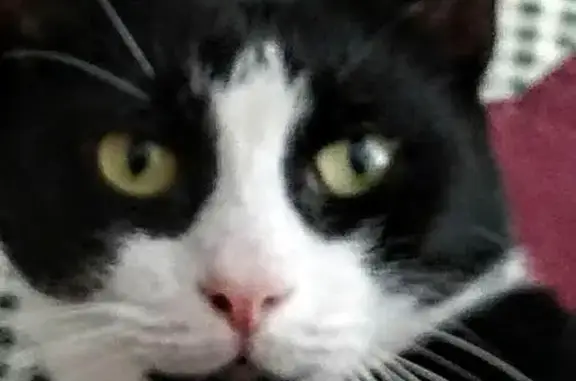 Lost male cat, Birdseye Street, 696, Stratford — tuxedo with a cropped left ear - photo