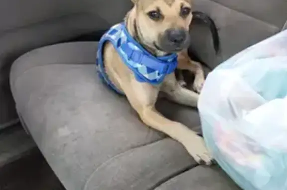 Missing dog Ewa Beach, photo: Lost dog, Fort Weaver Road, Ewa Beach — two 6-month-old puppies