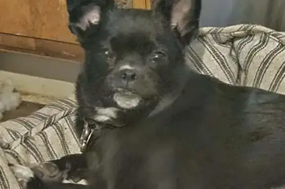 Lost dog, 4960 West, 4544, West Valley City, West Valley City — female black Pomeranian mix - photo