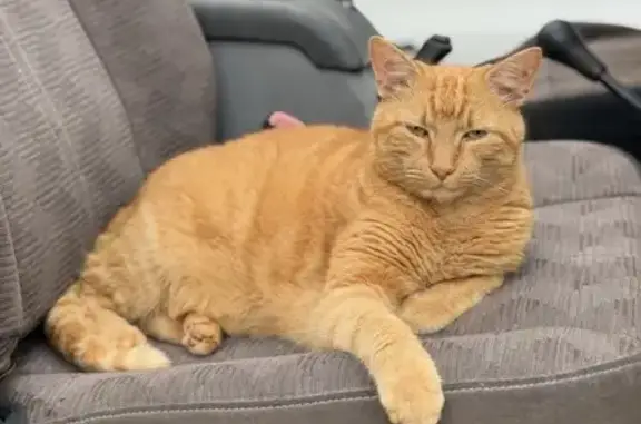 Lost male cat, Church Avenue, 87, Islip, Central Islip — orange with some white fur - photo
