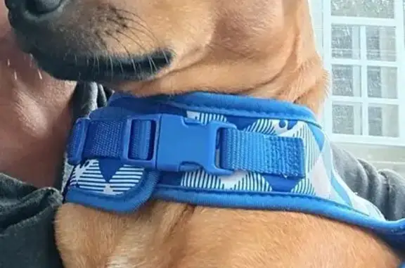 Lost dog, North Road, 91-950, Ewa Beach — male dog given away without permission - photo