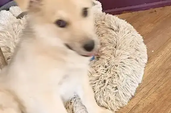 Lost female dog, California 111 Business, 1504, Palm Springs — friendly and gentle - photo