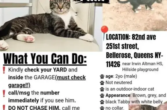 Lost cat, male, Bellerose, New York, Manhattan - photo