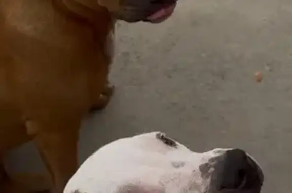 Lost female dog, Highway 100, Starke, Miami — red pit mix with a white chest patch - photo