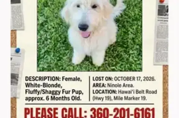 Missing dog Laupahoehoe, photo: Lost Dog, Nīnole, Hawaii, Laupahoehoe — 6-month-old white female puppy
