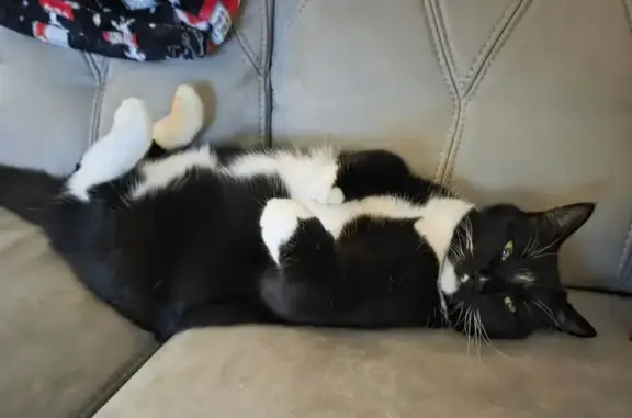 Lost cat, Glorieta Drive, 466, St. Augustine — tuxedo cat with Cerebellar Hypoplasia - photo