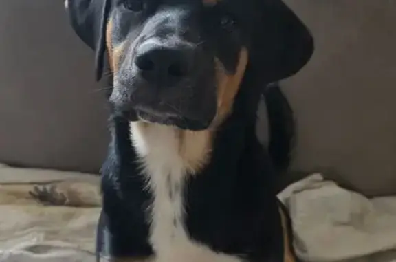 Lost Dog, Diamond Bluff Road, 712, Quitman — Young Neutered Male Hound Mix - photo
