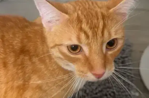 Lost cat, male, Cherry Hill Drive, 653, Staunton — orange eyes and white chest - photo