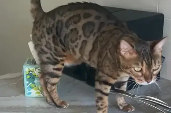Lost cat, North Avenue 55, 1766, Los Angeles — female Bengal with leopard spots - photo