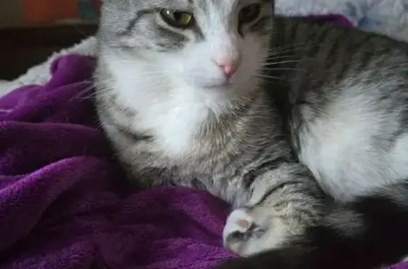 Lost cat, male, Shirley Street, 25, Greater Dandenong, Dandenong — grey and white striped, 4 years old - photo
