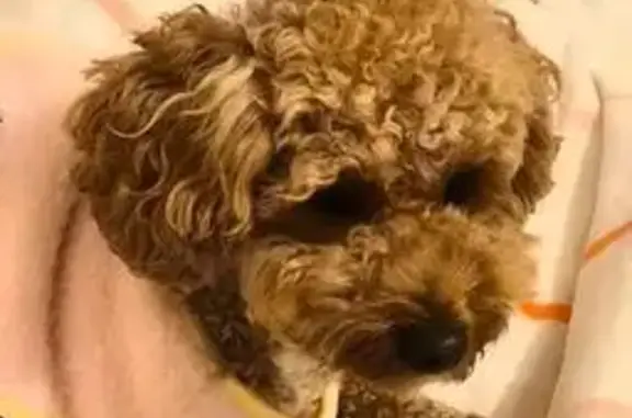 Lost dog, Rich Street, Noble Park, Melbourne — female with brown fur and a white neck - photo