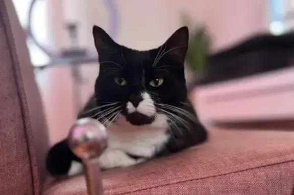 Lost pets Mascot, photo: Lost cat, Beach Street, 48, Bayside Council, Mascot — female, friendly and desexed