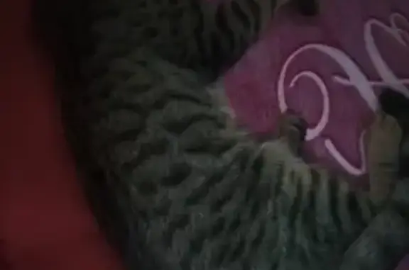 Animales perdidos Iztapalapa, foto: Gato perdido, macho, Ciudad de México, Iztapalapa — rasguño debajo del ojo izquierdo