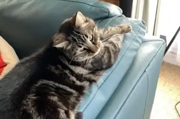 Lost cat, Acheron Avenue, 7, Darebin, Melbourne — 11-year-old grey tabby - photo