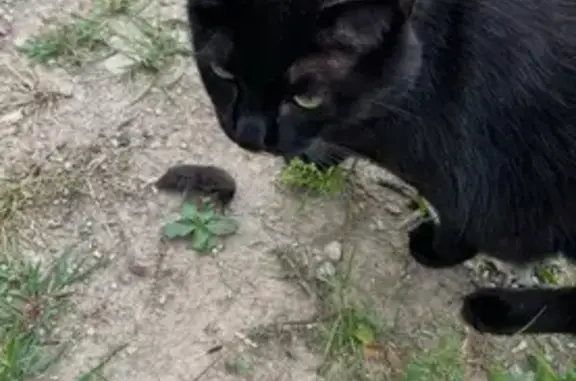 Lost male cat, North 825 East, 2117, Churubusco — black and chubby - photo