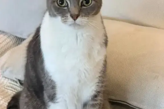 Missing cat Pakenham, photo: Lost cat, Dahl Drive, 23, Cardinia, Pakenham — timid male with a white chest patch