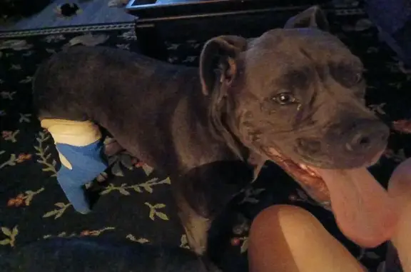 Lost dog, Oregon Drive, 1580, Knoxville — male with a cast on his hind right leg - photo