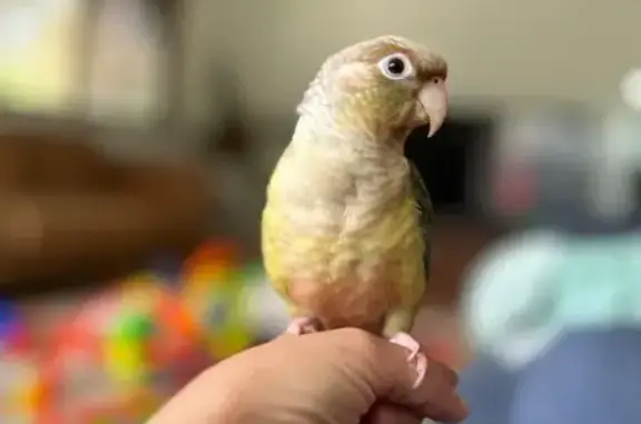 Lost bird, Chuwar, Queensland, Karana Downs — friendly 3-year-old green-cheek conure - photo