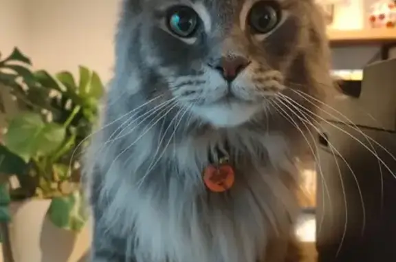 Lost Cat, Mebbin Grove, Wanneroo, Perth – male blue-grey Maine Coon - photo