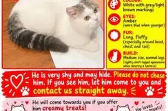 Lost cat, Cardigan Street, 77, Melbourne — male with grey/brown markings around the eyes and ears - photo