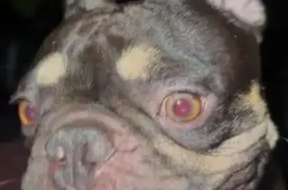 Lost dog, Raymond Avenue, 2874, Stockton — small scar on head - photo