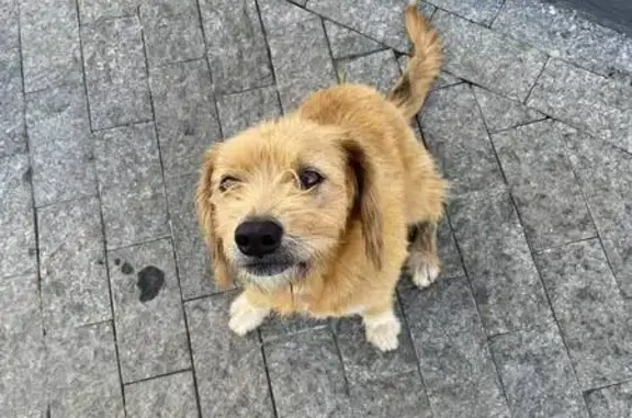 Cachorro encontrado, Rua Arnal...